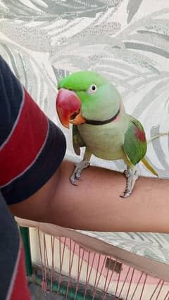 kashmiri raw parrot hand tame