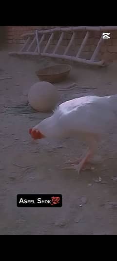 aseel paper White hera murga .