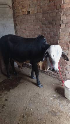 Bachra