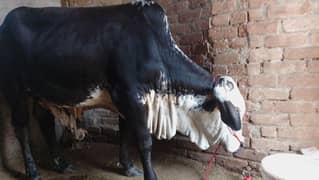 Bachra