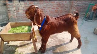 Bakra for sale urgent WhatsApp number 03267483108