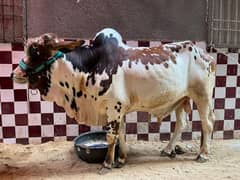 Cow/Bachra