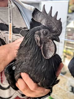 Ayam Cimani Chickens