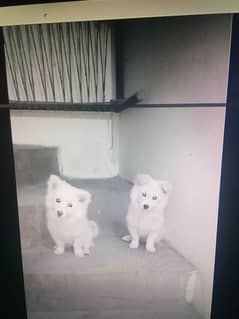 Russian samoyed