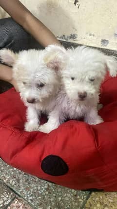 pair puppy white poodle