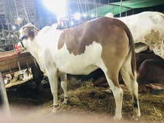 Bachri for sale
