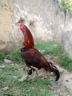 lakha aseel for sale rs 6000