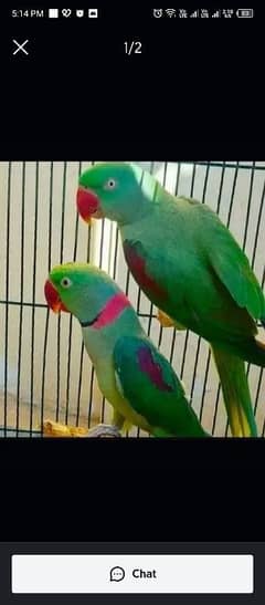 kashmiri Raw pair