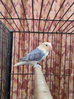 urgent sale Opaline male
