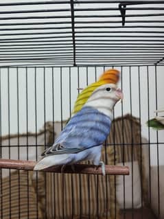 urgent sale Opaline male