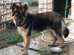 German sheperd dog