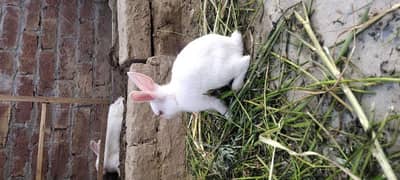 White Red Eyes RABITES MALE AND FEMALE