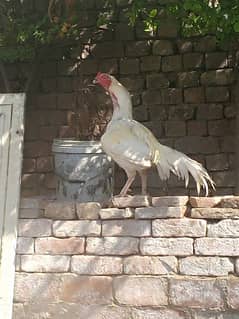 aseel Heera