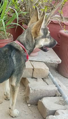German Shepherd Puppy