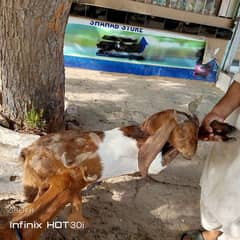 Bakra jori