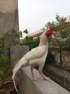 Pure Paper White Hera Aseel Murgha Breeder Pure White Top Quality