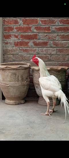 Paper White Hera Aseel| Murgha Breeder Pure White Top Quality|