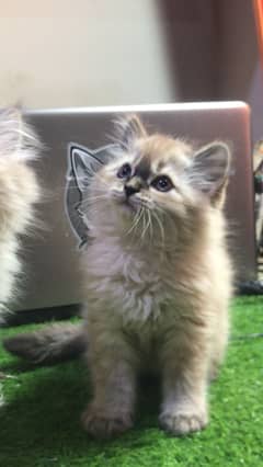 (cash on delivery) pure RAGDOLL giftquality kittens punchface triple
