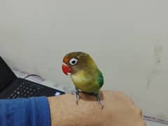 Original PARBLUE FEMALE LOVEBIRD ready to breed