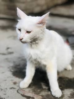 Turkish mangora persian cat
