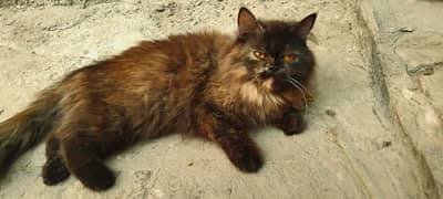 falme for sale location Multan