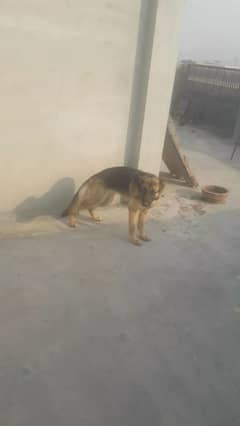 15 manth age