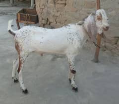Bakra