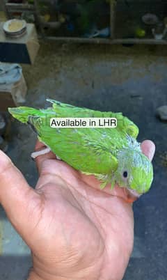 Ringneck
