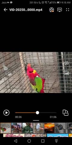 yellow bib Lorie male