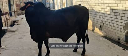 Eid 2025 qurbani