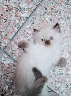 Persian female breeder cats and kittens