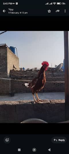 murgia Ur murga dono h