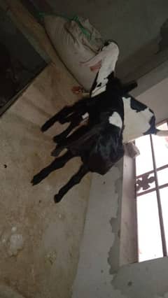 Goat kids