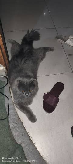Healthy & Majestic Long-Haired Male Cat for Sale - A True Gentleman
