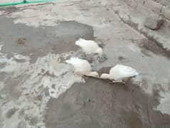 ٹرکی (پیرو)