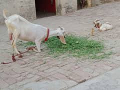 dasi bakri
