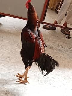 Urgent for sale