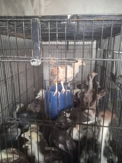 Mianwali Aseel Chicks