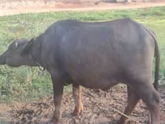 katti for qurbani