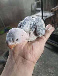 Parrot