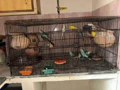 Budgies