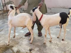 animal