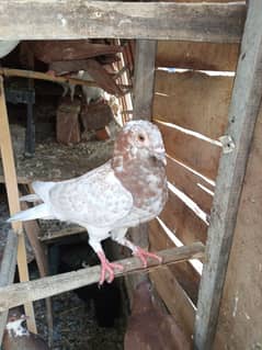 very his beautiful kabootar