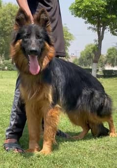 top quality black mask long coat Gsd female for sale