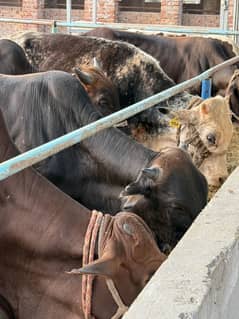 QURBANI ANIMALS FOR SALE