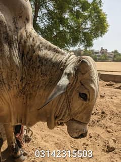 Cows available for sell for Qurbani