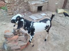 Bakra for sale