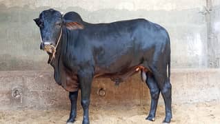 bachra for sale