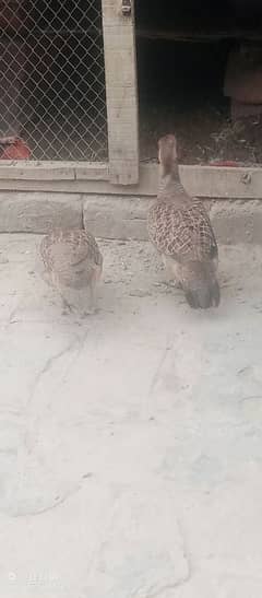 titter pair