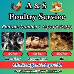 Golden Misri/Austrolop